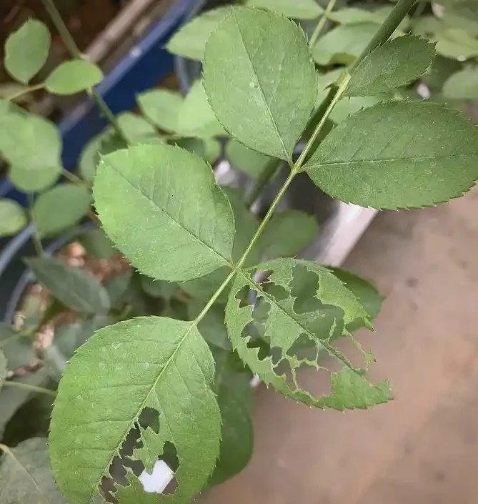 初學養花,植物6個「求救」訊號,要及時處理,晚了只剩下空盆