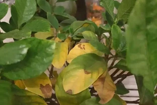 初學養花，植物6個「求救」訊號，要及時處理，晚了只剩下空盆