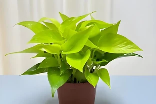 黃金葛適不適合水養