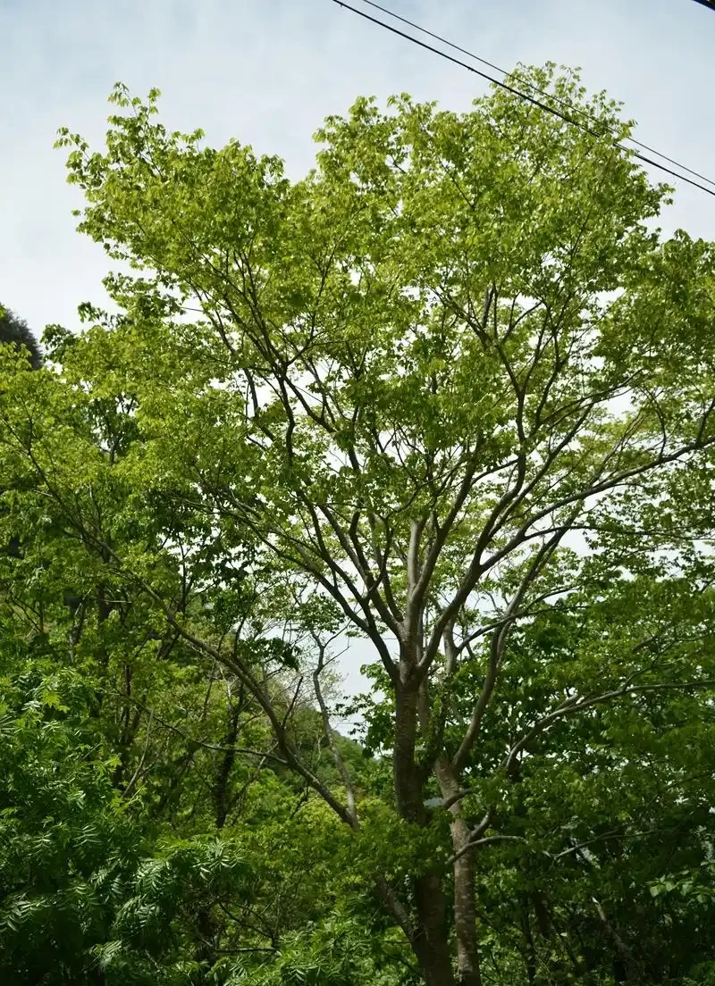 北方最耐寒的十大漂亮樹種