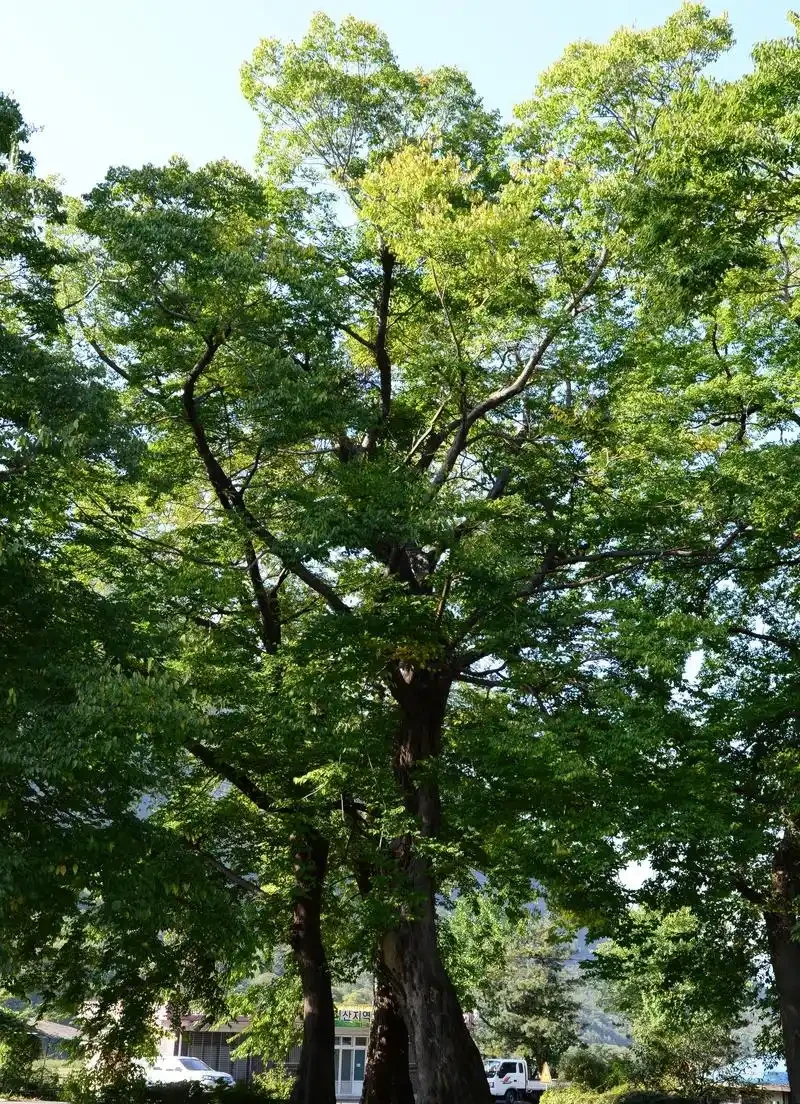 北方最耐寒的十大漂亮樹種