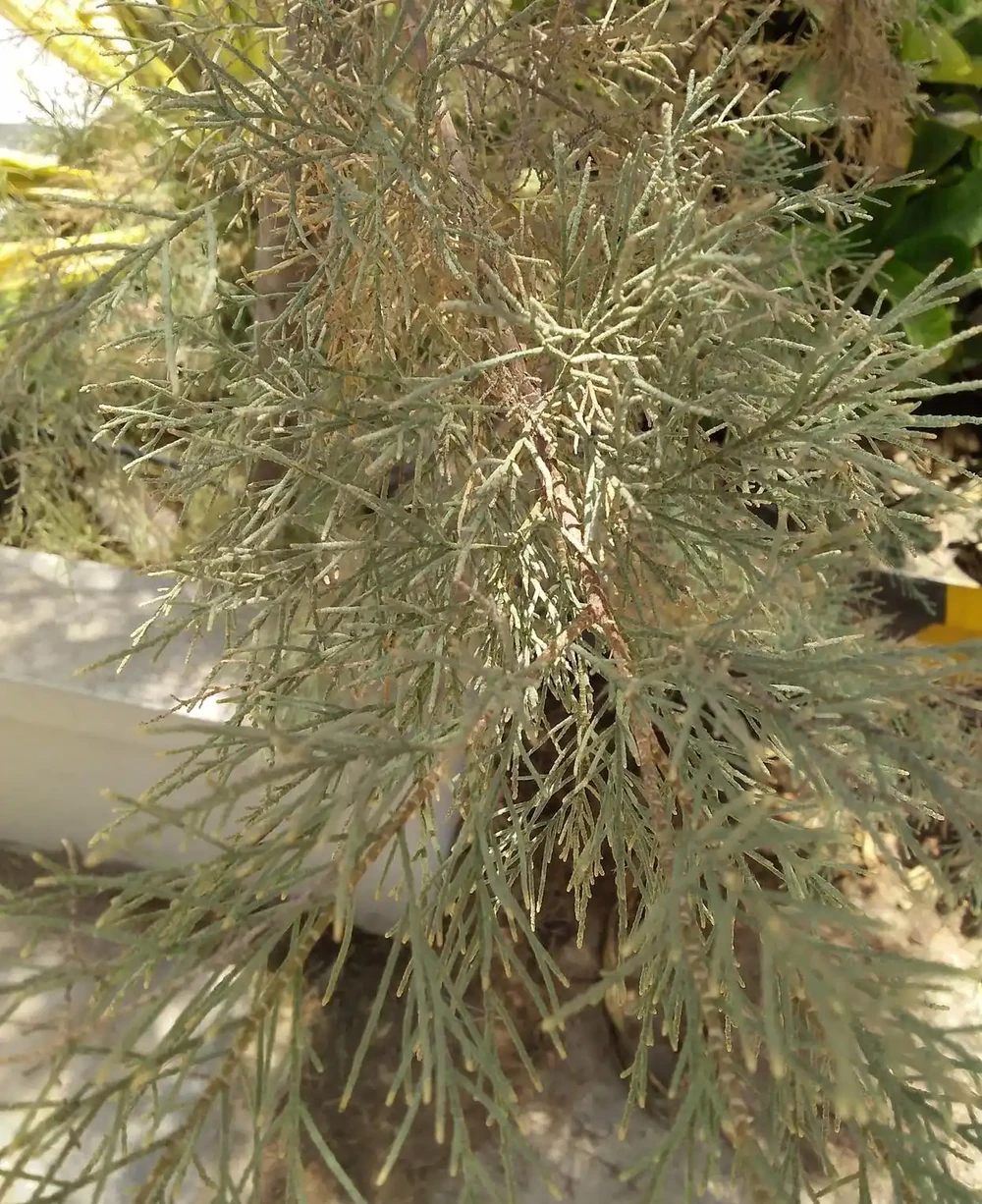 北方最耐寒的十大漂亮樹種
