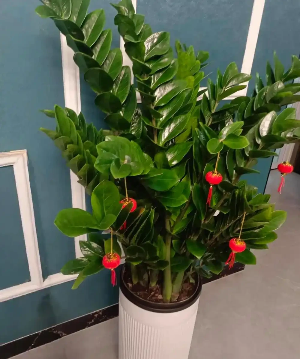 客廳沒陽光別瞎養！這 6 種 「耐陰花」 越養人越旺，顏值絕了