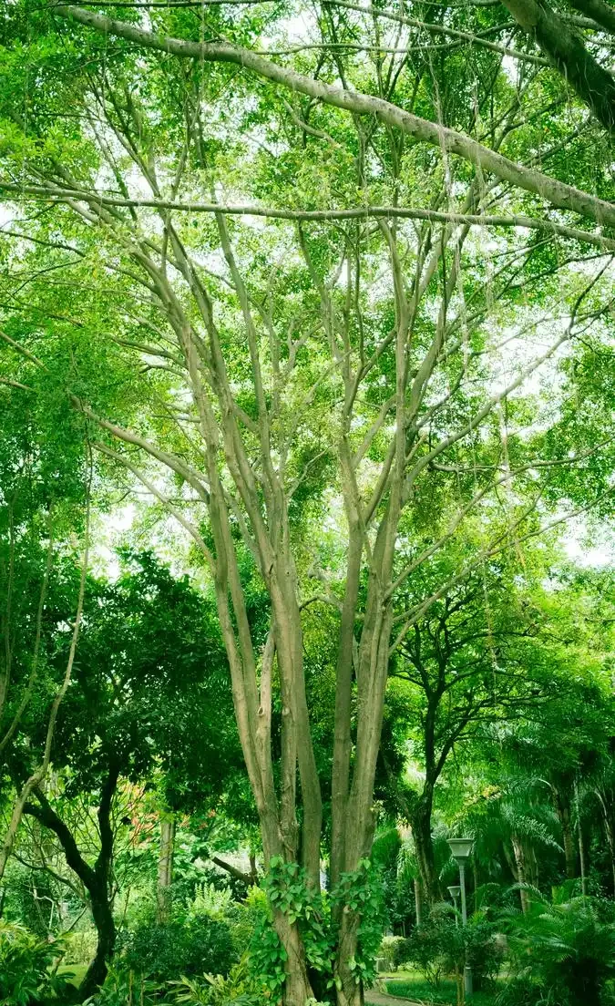 北方最耐寒的十大漂亮樹種