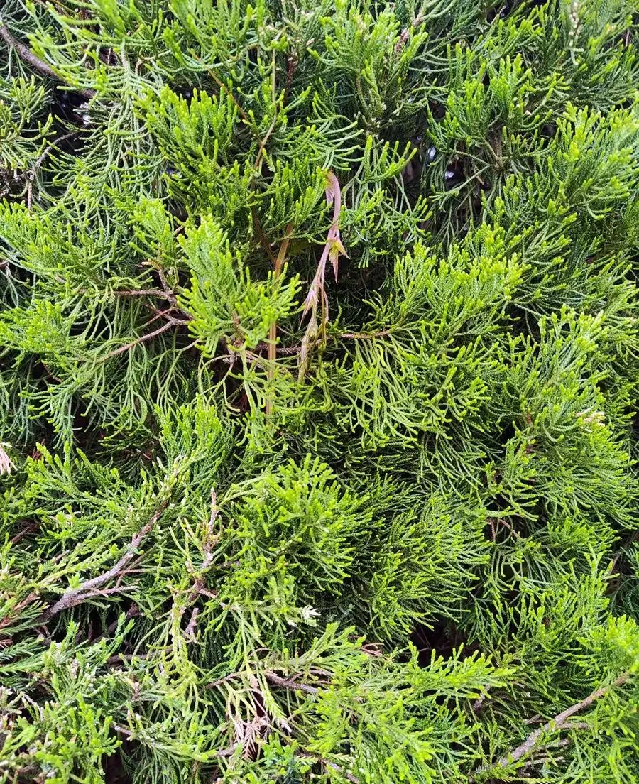 北方最耐寒的十大漂亮樹種