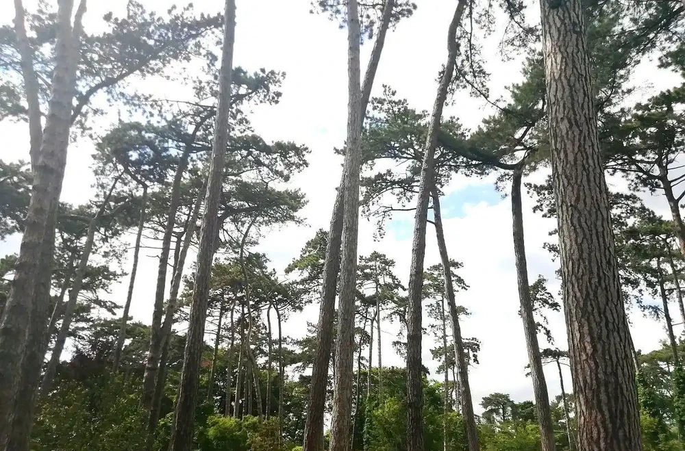 北方最耐寒的十大漂亮樹種
