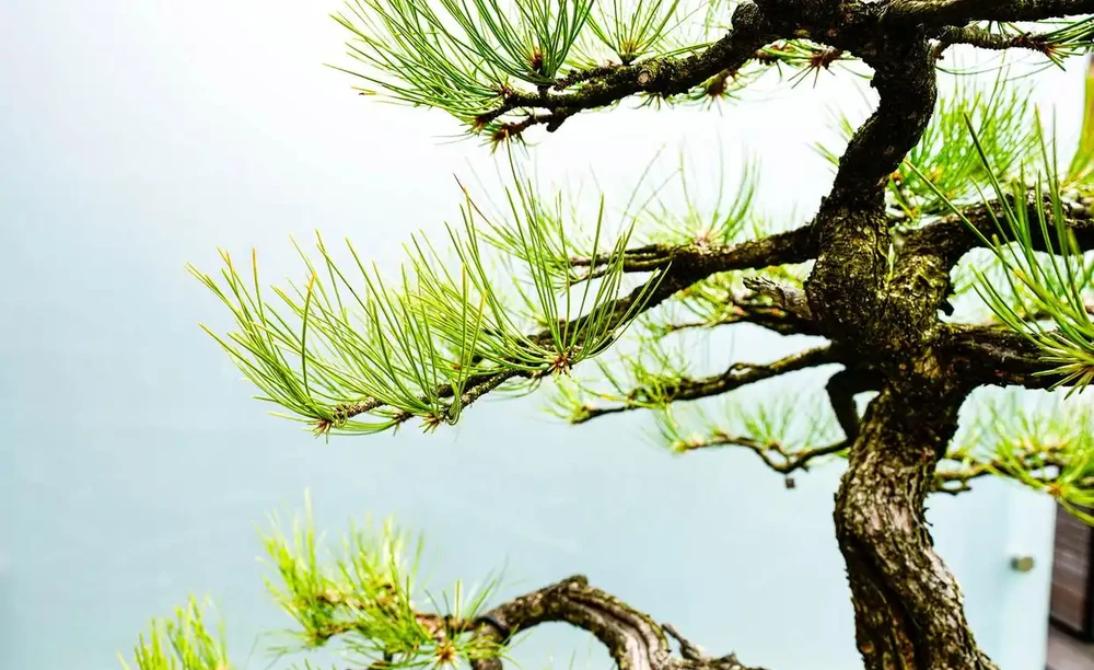 北方最耐寒的十大漂亮樹種