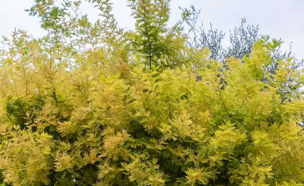 北方最耐寒的十大漂亮樹種