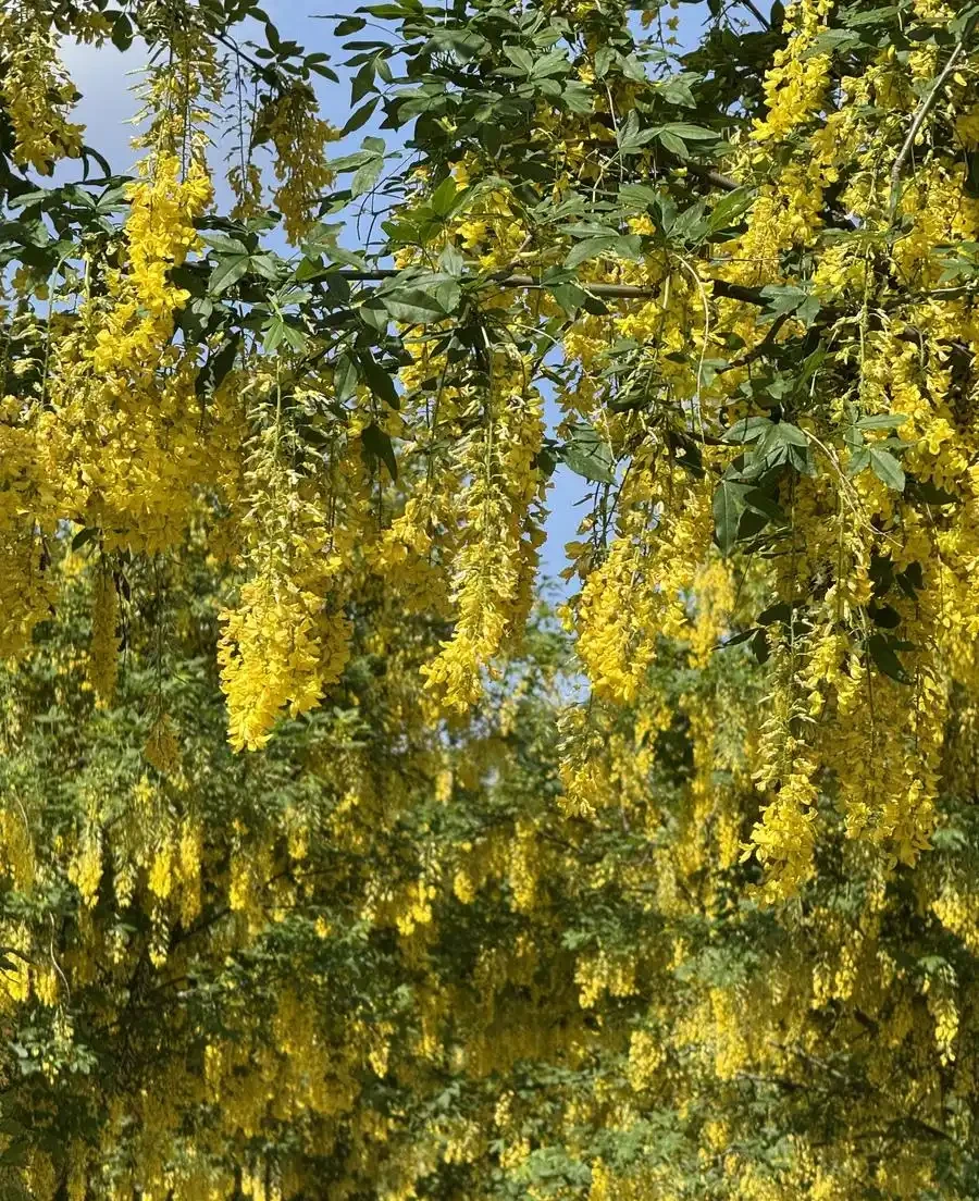 北方最耐寒的十大漂亮樹種