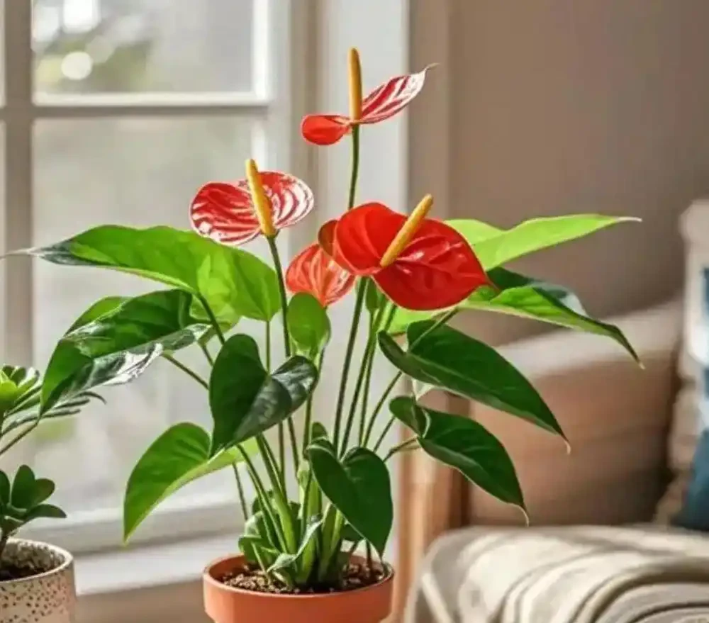 客廳沒陽光別瞎養！這 6 種 「耐陰花」 越養人越旺，顏值絕了