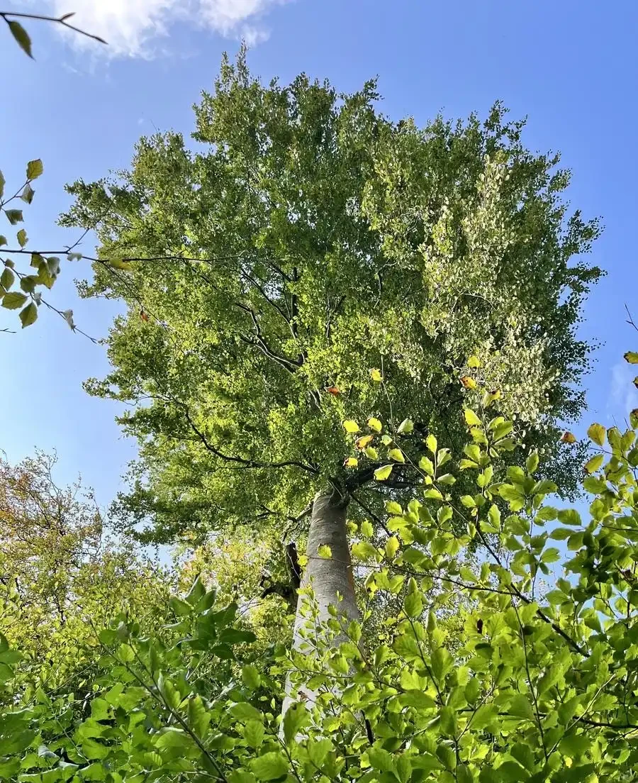 北方最耐寒的十大漂亮樹種