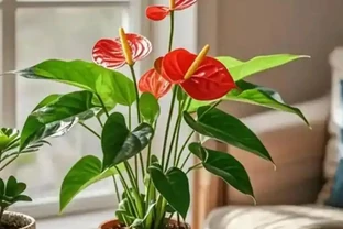客廳沒陽光別瞎養！這 6 種 「耐陰花」 越養人越旺，顏值絕了
