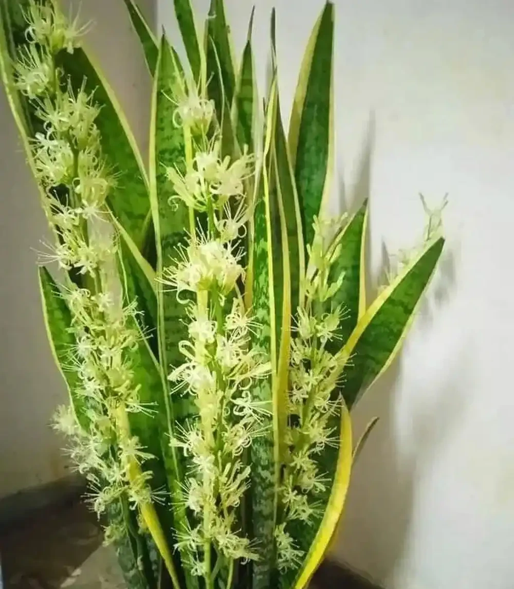 什麼花吸收甲醛最快效果最好