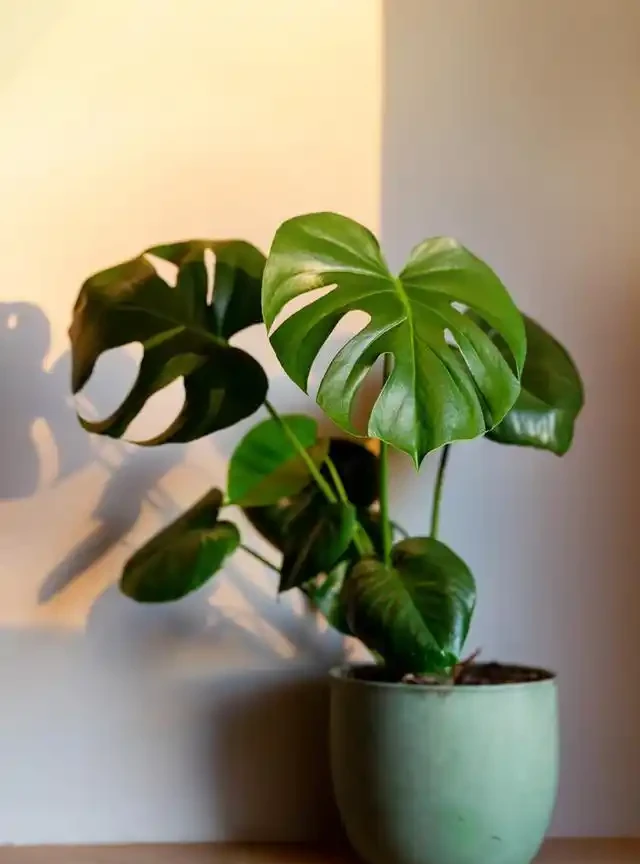什麼花吸收甲醛最快效果最好