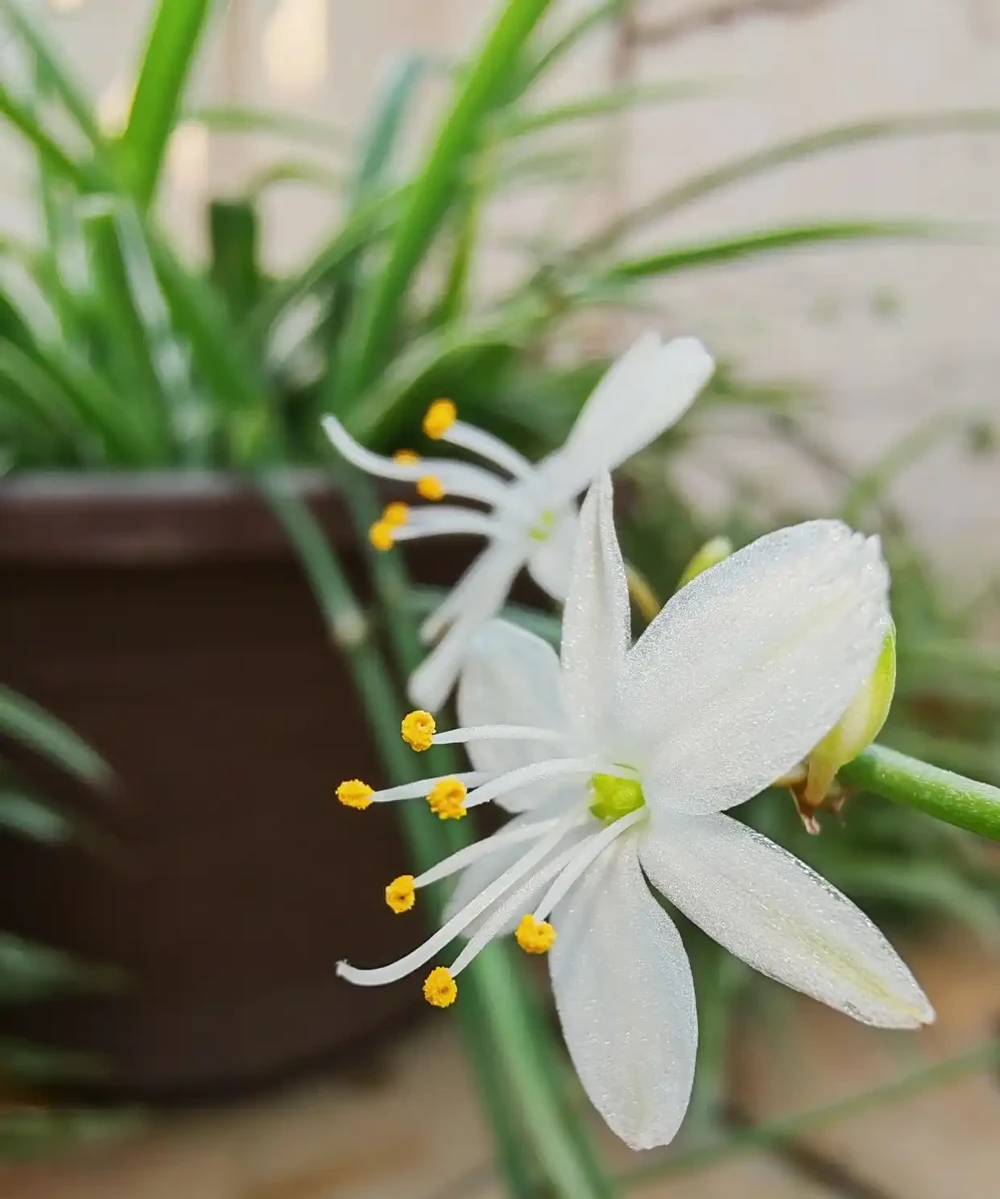 什麼花吸收甲醛最快效果最好