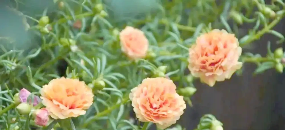 八種夏季超耐曬花卉推薦