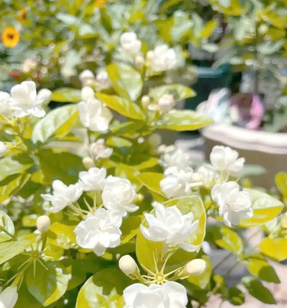 八種夏季超耐曬花卉推薦