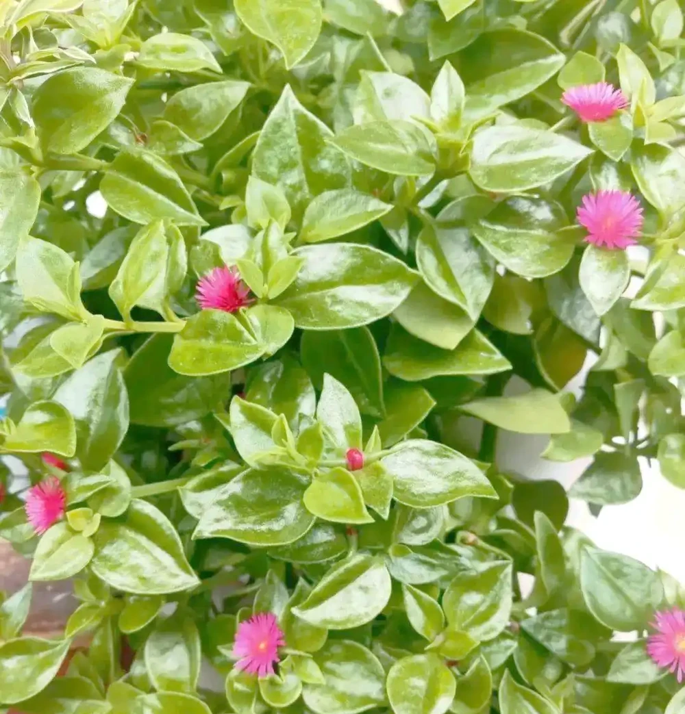 八種夏季超耐曬花卉推薦