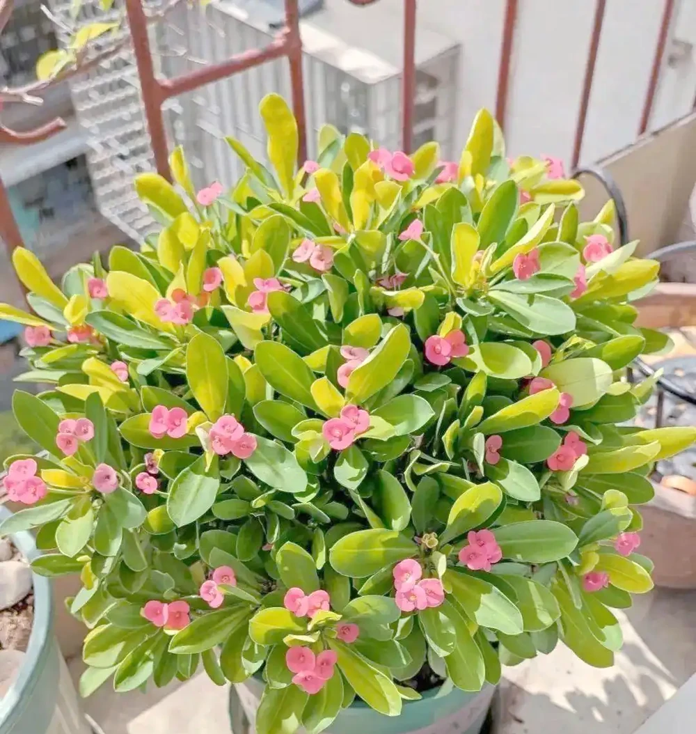 八種夏季超耐曬花卉推薦