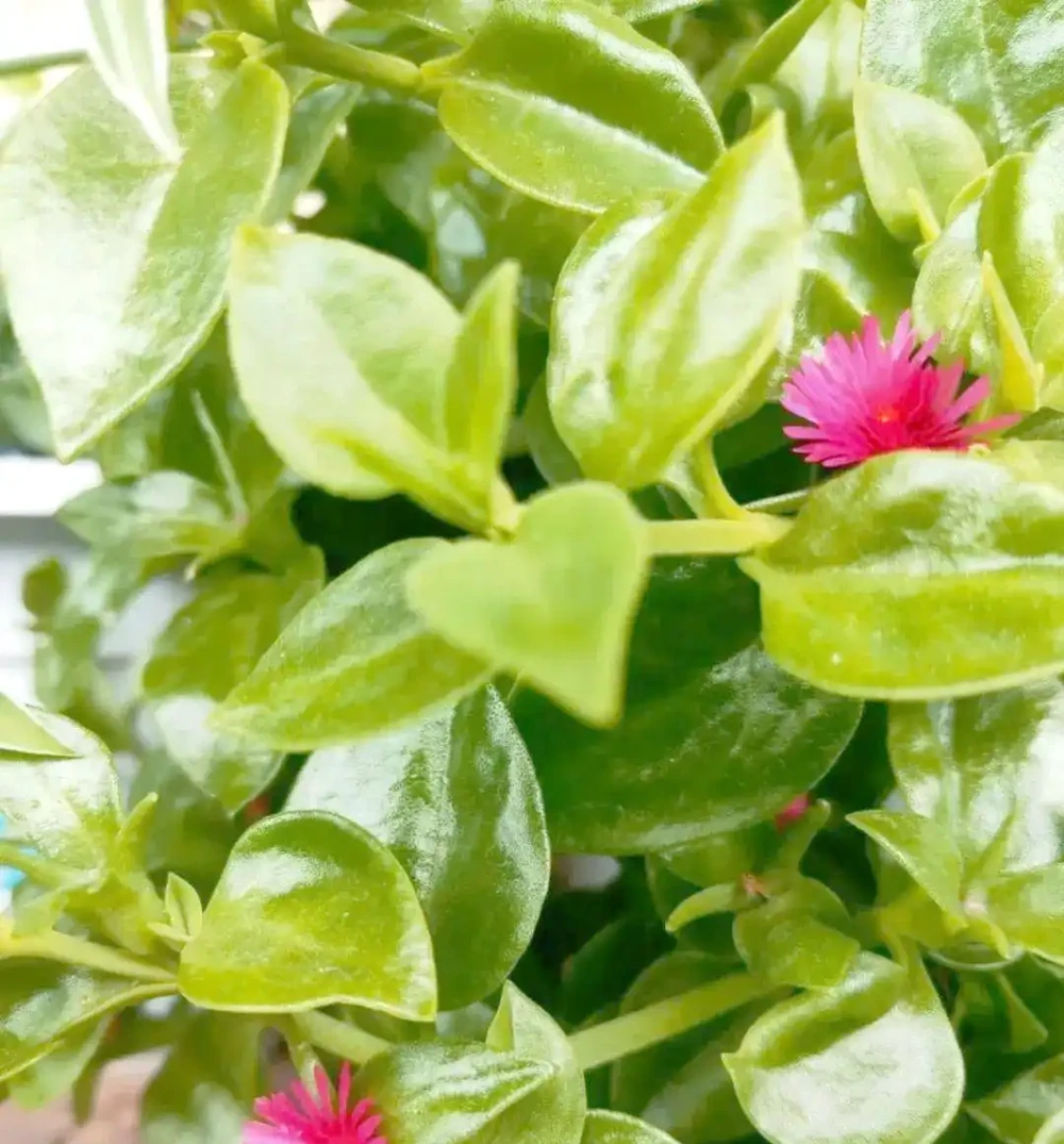 八種夏季超耐曬花卉推薦