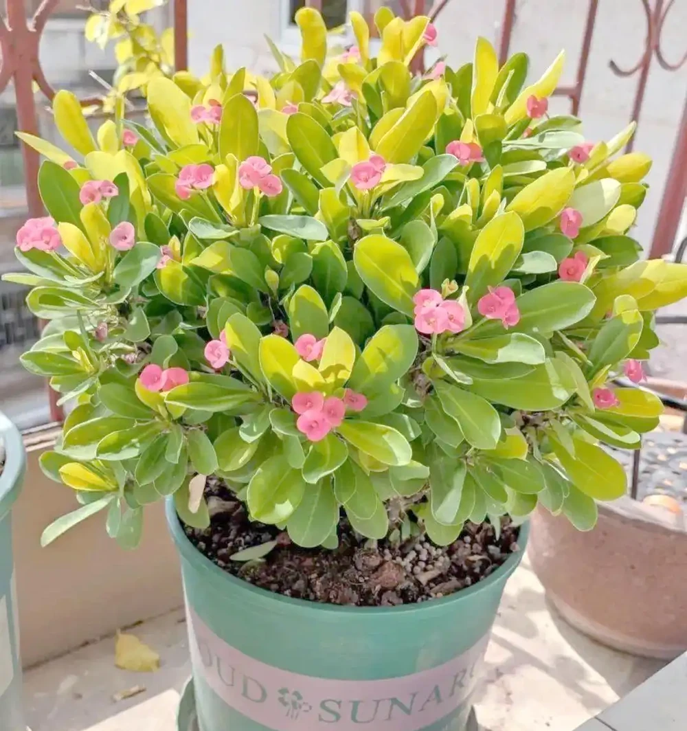 八種夏季超耐曬花卉推薦