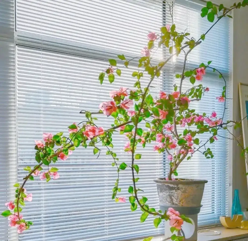 八種夏季超耐曬花卉推薦