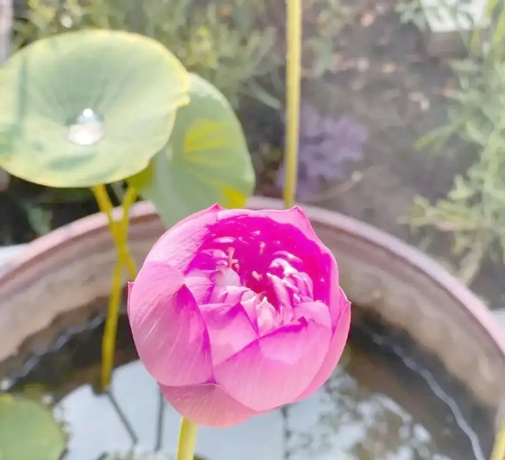 八種夏季超耐曬花卉推薦