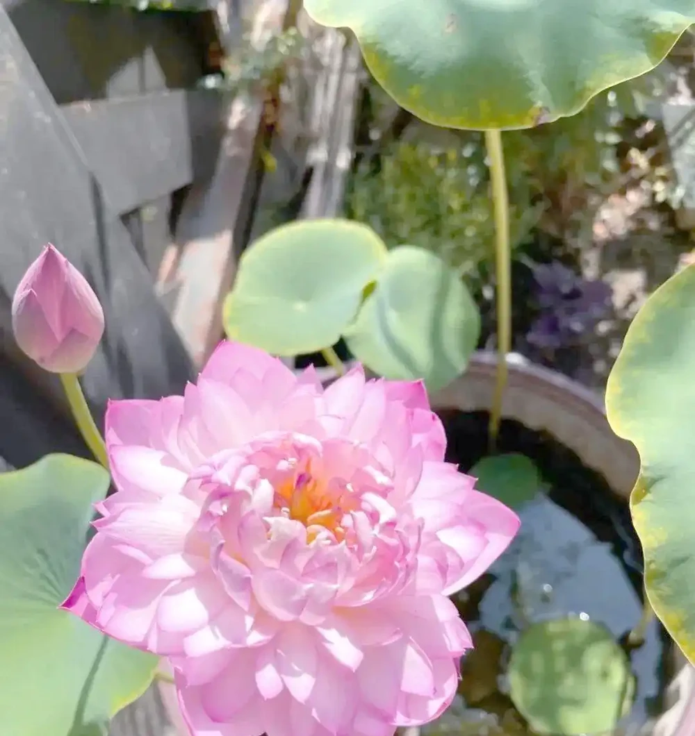 八種夏季超耐曬花卉推薦