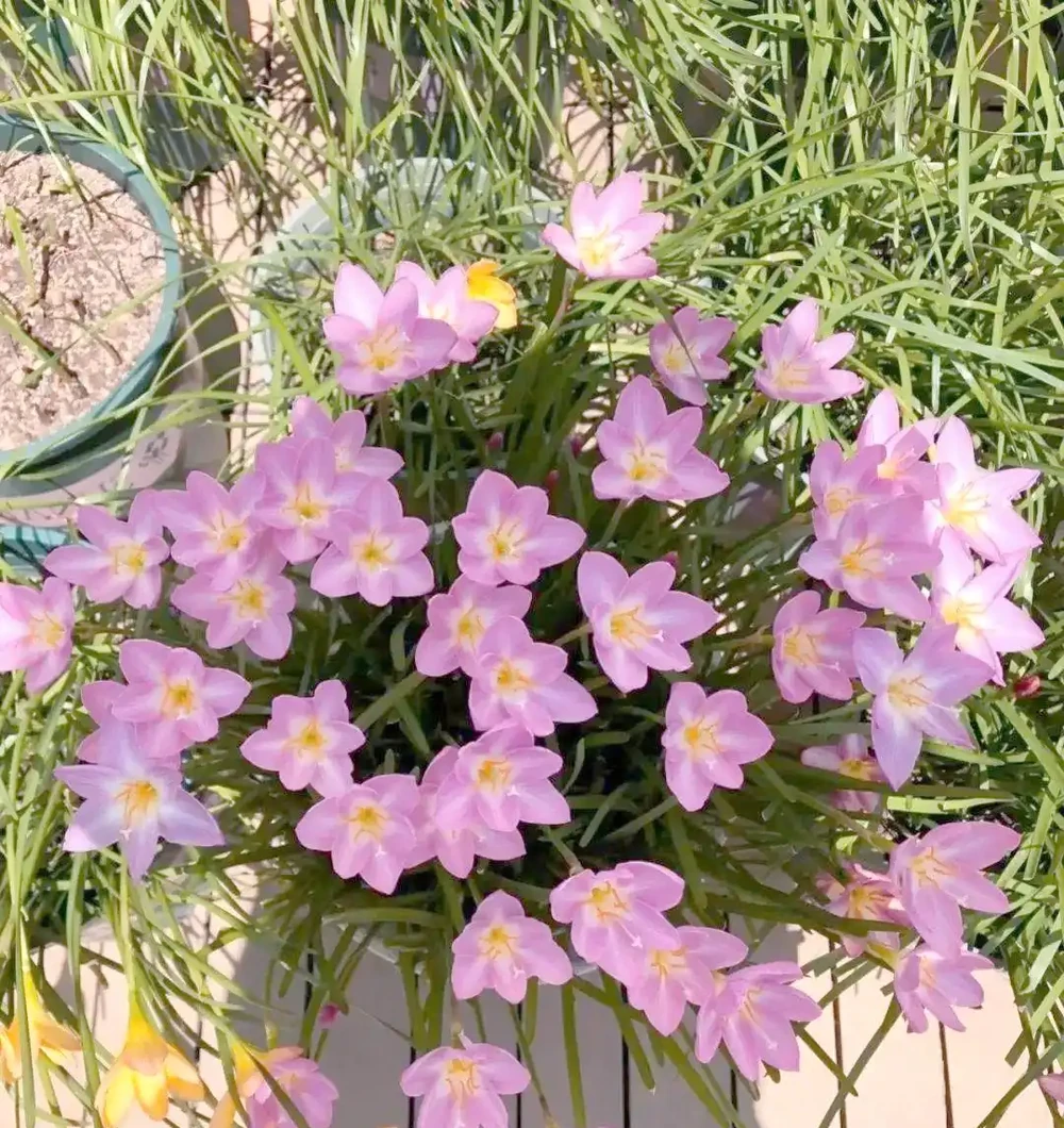 八種夏季超耐曬花卉推薦