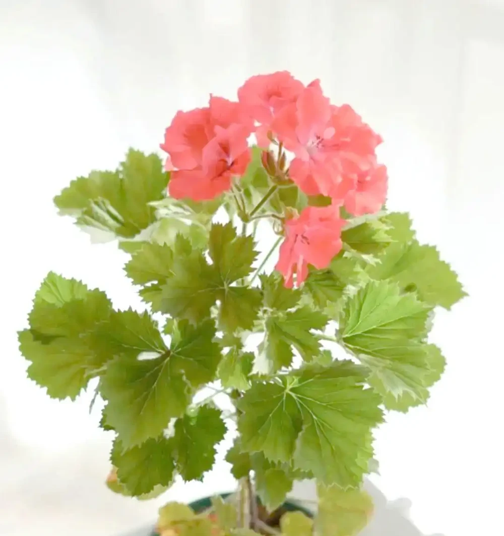 八種夏季超耐曬花卉推薦