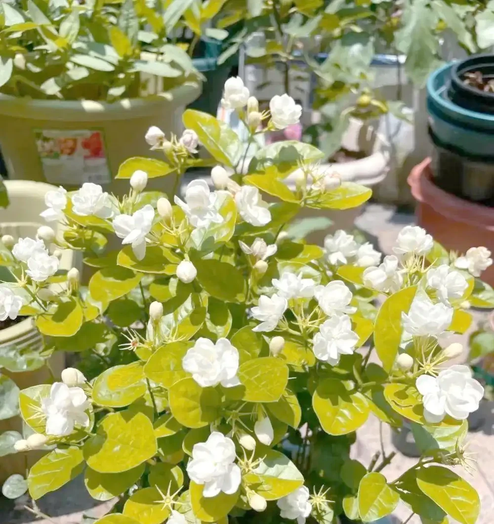 八種夏季超耐曬花卉推薦