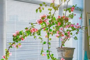 八種夏季超耐曬花卉推薦
