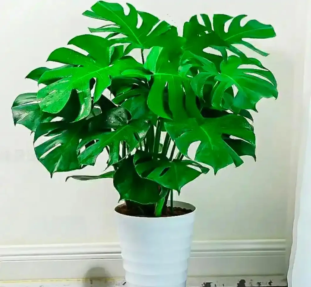 龜背芋養成霸氣老樁!盆裡埋這 3 樣,莖幹粗如 「小樹幹」