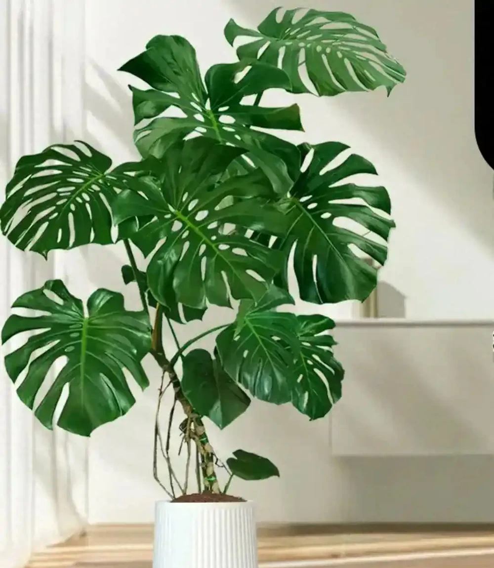 龜背芋養成霸氣老樁!盆裡埋這 3 樣,莖幹粗如 「小樹幹」