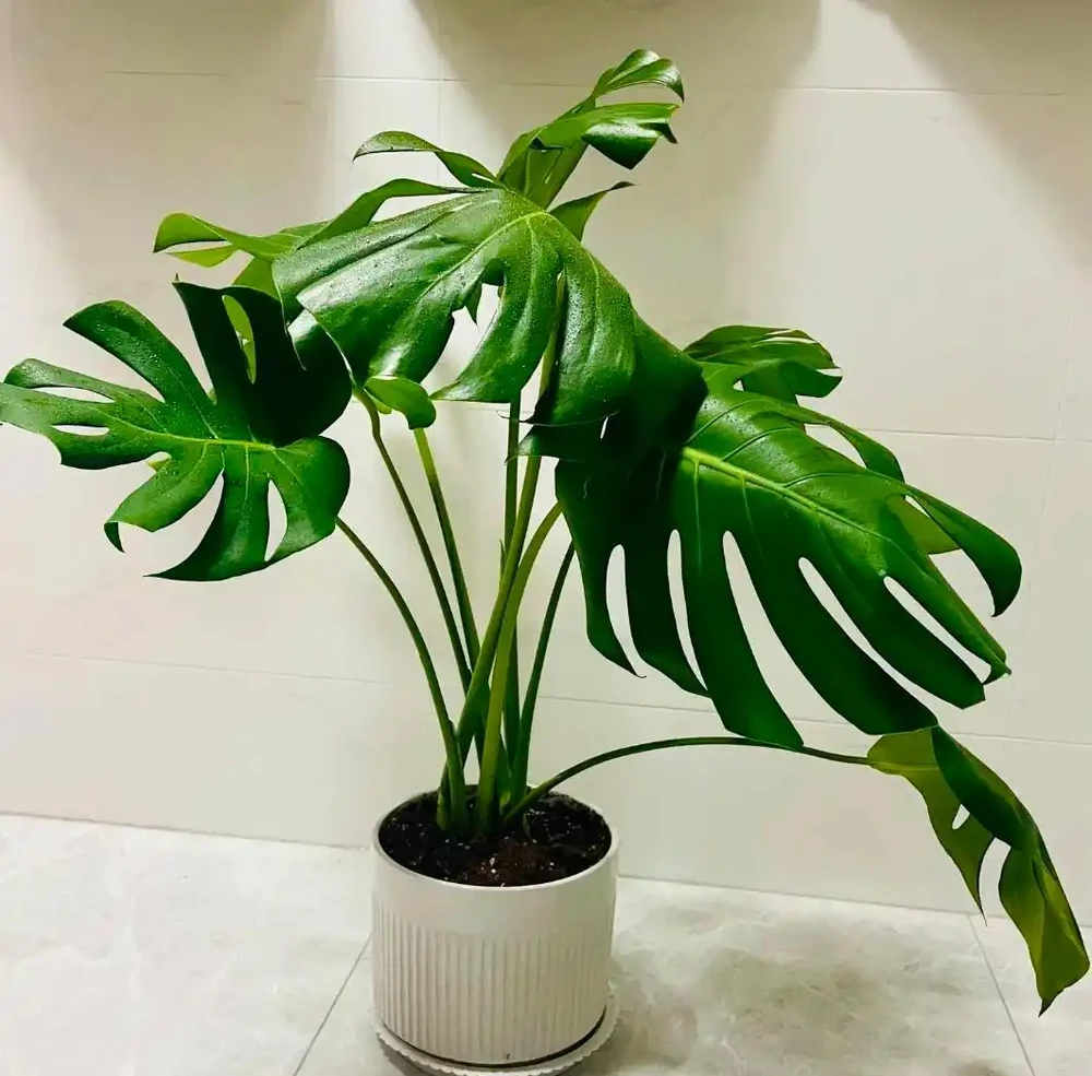 龜背芋養成霸氣老樁!盆裡埋這 3 樣,莖幹粗如 「小樹幹」