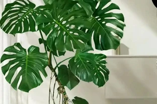 龜背芋養成霸氣老樁！盆裡埋這 3 樣，莖幹粗如 「小樹幹」