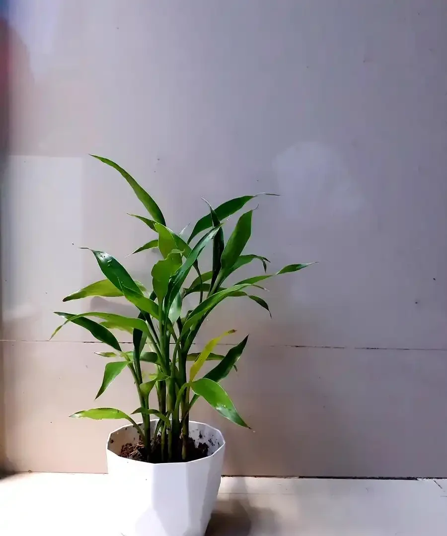 金鑽盆栽的養殖方法
