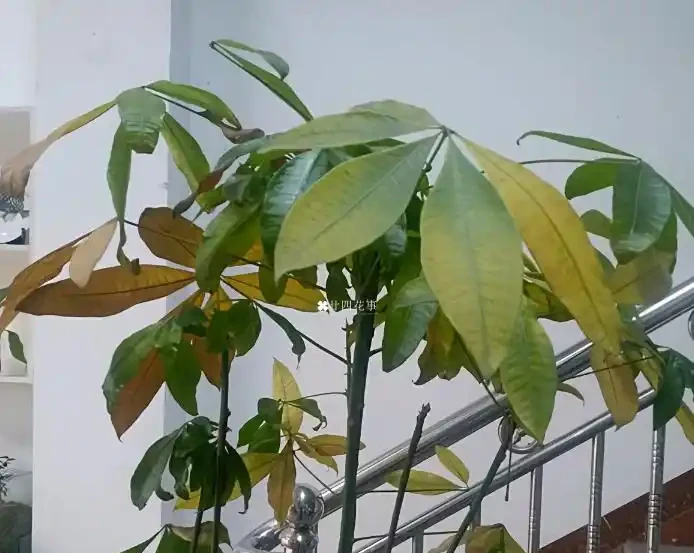 發財樹黃葉怎麼補救?6 大病因 + 精準救治法,根壯葉綠!
