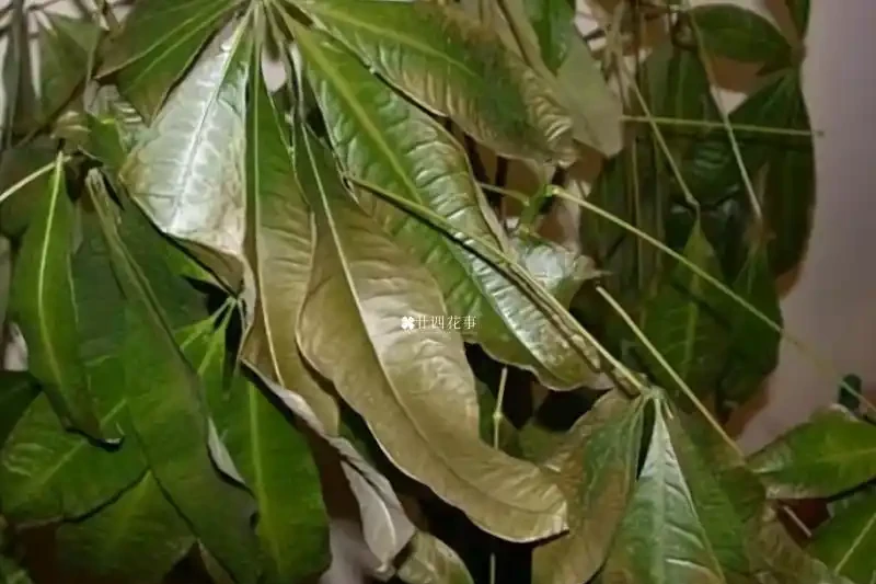 發財樹黃葉怎麼補救?6 大病因 + 精準救治法,根壯葉綠!