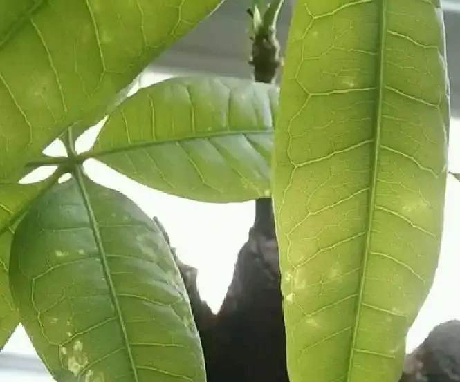 發財樹黃葉怎麼補救?6 大病因 + 精準救治法,根壯葉綠!