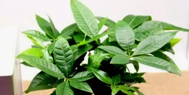 發財樹黃葉怎麼補救?6 大病因 + 精準救治法,根壯葉綠!