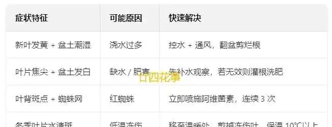 發財樹黃葉怎麼補救?6 大病因 + 精準救治法,根壯葉綠!