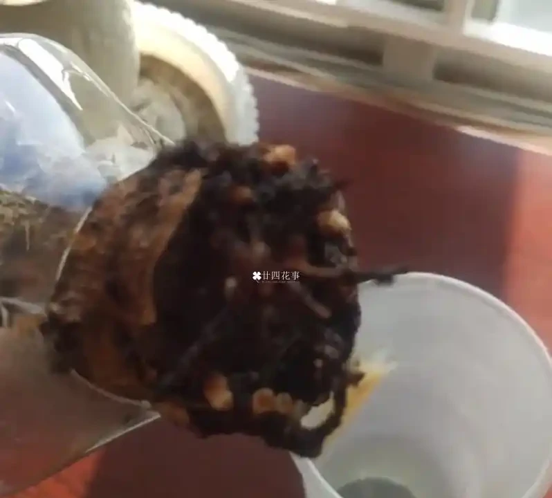 發財樹黃葉怎麼補救?6 大病因 + 精準救治法,根壯葉綠!