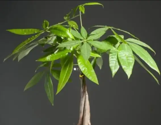 發財樹黃葉怎麼補救?6 大病因 + 精準救治法,根壯葉綠!