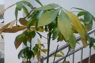 發財樹黃葉怎麼補救？6 大病因 + 精準救治法，根壯葉綠！