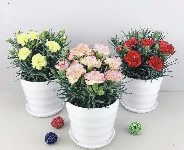 康乃馨幾月份開花?從開花期規律到養護技巧全解析