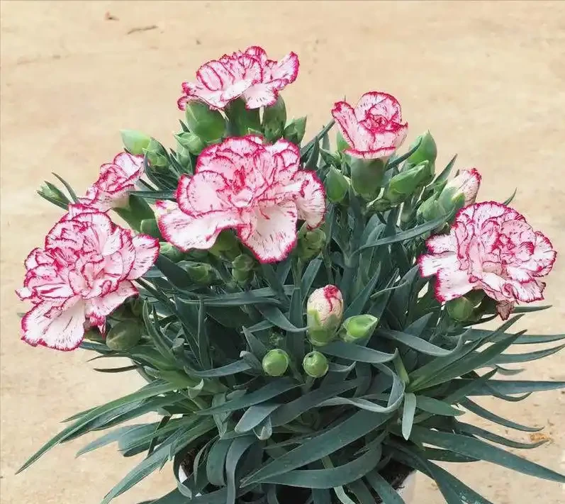 康乃馨幾月份開花?從開花期規律到養護技巧全解析