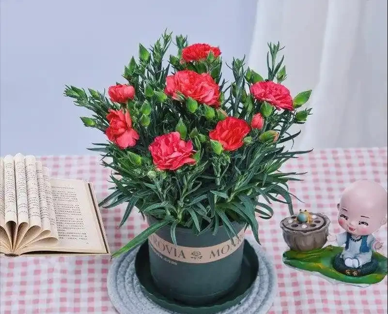 康乃馨幾月份開花?從開花期規律到養護技巧全解析