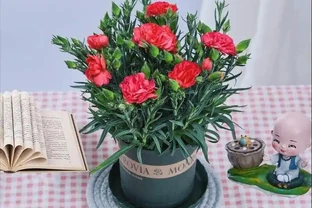 康乃馨幾月份開花？從開花期規律到養護技巧全解析