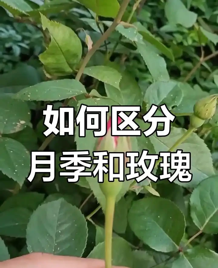 玫瑰花和月季花區別在哪裡?老花農教你一眼辨認!別再買錯了!